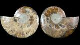Sliced Fossil Ammonite Pair - Agatized #46511-1